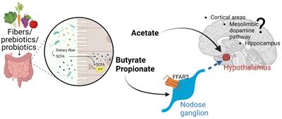 Short chain fatty acids: the messengers from down below